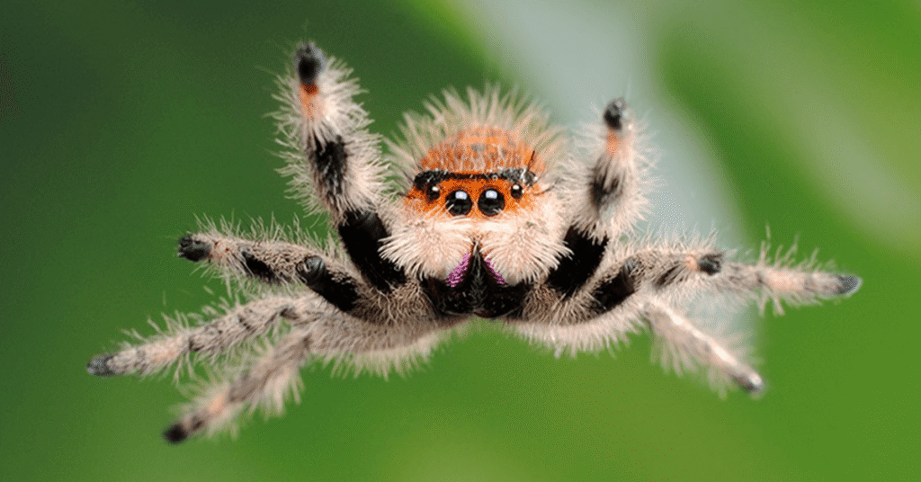 Jumping Spider UK: A Comprehensive Guide to Native and Exotic Species, Care, and Identification 2025 jumping spider uk