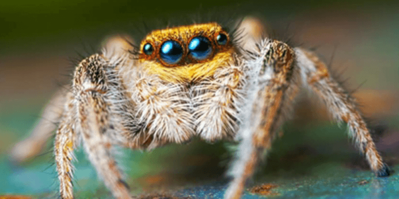 jumping spider uk