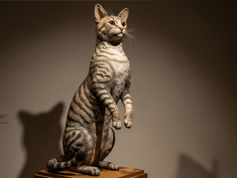 taxidermy cat 